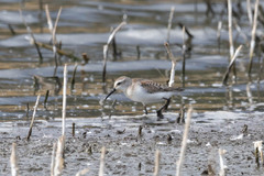 Calidris mauri