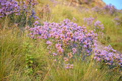 Strobilanthes kunthiana
