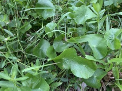 Hydrocotyle verticillata