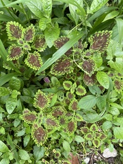 Coleus scutellarioides