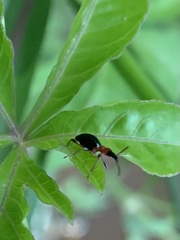 Cylas formicarius