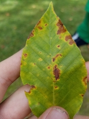 Apiognomonia errabunda