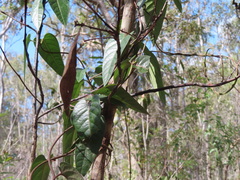 Parsonsia