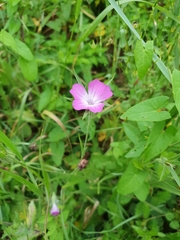 Agrostemma githago
