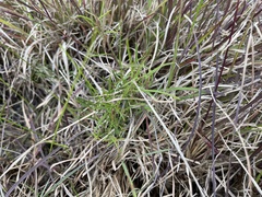 Convolvulus angustissimus