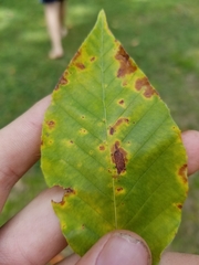 Apiognomonia errabunda