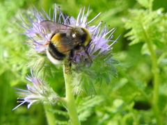 Bombus lucorum