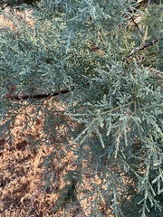 Tamarix
