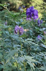 Aconitum variegatum