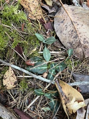 Goodyera oblongifolia