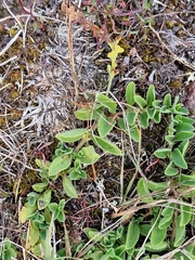 Veronica officinalis