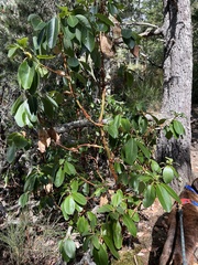 Arbutus menziesii