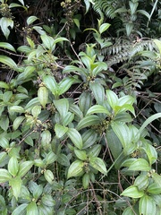 Miconia borinquensis