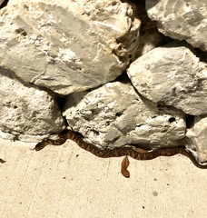 Pantherophis guttatus