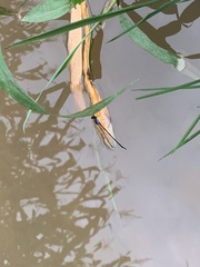 Pseudagrion pruinosum