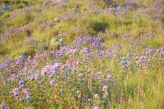 Strobilanthes kunthiana
