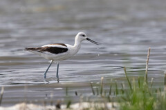 Recurvirostra americana