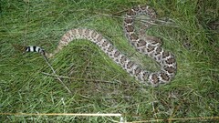 Crotalus atrox