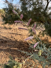 Tamarix