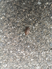 Oniscus asellus