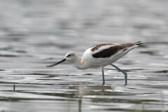 Recurvirostra americana