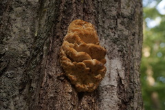 Climacodon septentrionalis