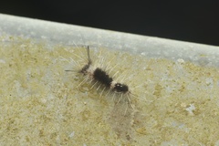 Dasychira chekiangensis