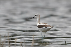 Recurvirostra americana