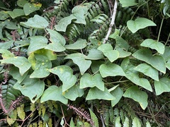 Passiflora sexflora