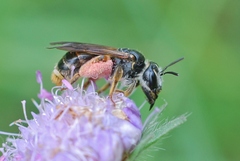 Andrena hattorfiana