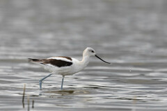 Recurvirostra americana