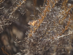 Apodemia virgulti