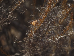 Apodemia virgulti