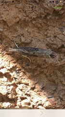 Parapediasia teterrellus