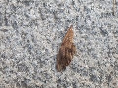 Graptopsaltria nigrofuscata