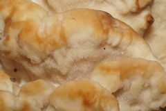 Climacodon septentrionalis