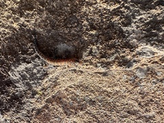 Pachydactylus vansoni