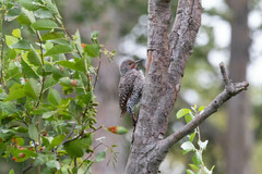 Colaptes auratus luteus × cafer