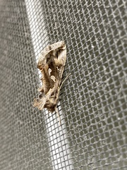 Chrysodeixis argentifera