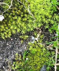 Pseudocrossidium crinitum