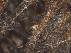 Apodemia virgulti