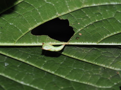 Sterrhinae