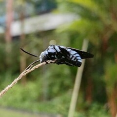 Thyreus himalayensis