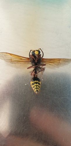 Delta unguiculatum