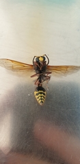 Delta unguiculatum