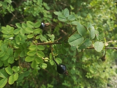 Rosa spinosissima
