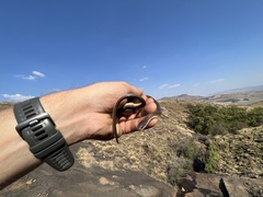 Lycodonomorphus rufulus