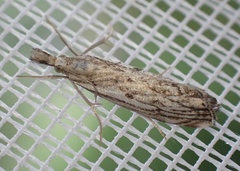 Catoptria falsella
