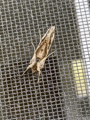 Chrysodeixis argentifera