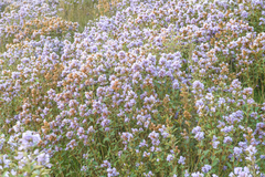 Strobilanthes kunthiana